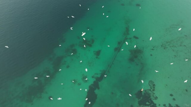 horizontal dramatic drone video of Garda lake with green water color and seagull birds flying above it 