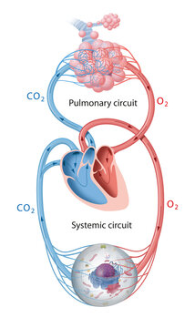 Blood circulation in the human body