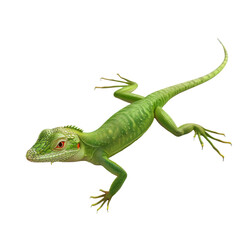Photorealistic Green Anole on Clean transparent background for.