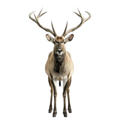 Fototapeta premium Realistic Hartebeest Portrait on Clean transparent background. Needs