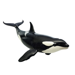 Fototapeta premium Realistic Killer Whale Model on Isolated Clean transparent background for Educational and Promotional Use