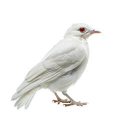 Stunning Isolated Kestrel on a Clean transparent background in Photorealistic Detail.