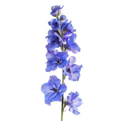 Beautiful Larkspur Flower Isolated on Clean transparent background for Photorealistic Nature Imagery