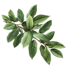 Isolated Laurel Leaves on a Clean transparent background for Photorealistic Nature Imagery and Design Projects