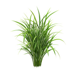 Fototapeta premium Fresh Lemongrass Isolated on Clean transparent background for Photorealistic.