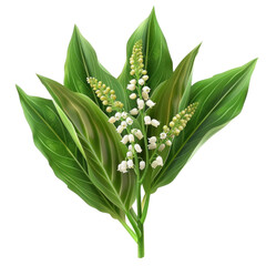 Fototapeta premium Fresh White Lily of the Valley Flowers Isolated on Clean Green Leaves against a transparent background