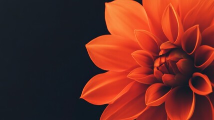 Fototapeta premium Close up of an orange dahlia flower blooming against a dark background, showcasing the delicate petals and intricate details of the blossom, creating a captivating image of natural beauty