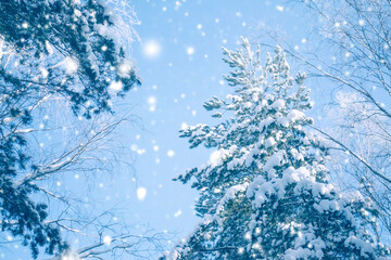 Landscape. Frozen winter forest with snow covered trees.