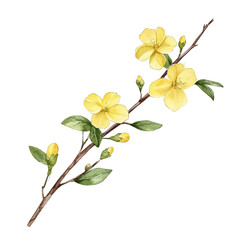 A watercolor painting of a Winter Jasmine branch, isolated on a white background. Winter Jasmine branch vector.
