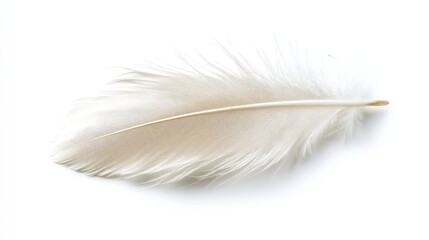 Obraz premium Delicate Isolated White Feather Symbolizing Purity and Serenity on a Clean White Background