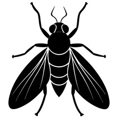 illustration of a fly