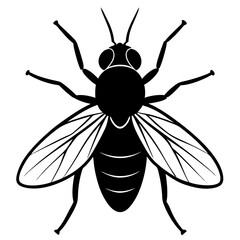 black wasp isolated on white