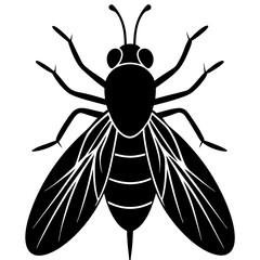 black and white beetle