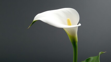 Elegant White Calla Lily on Dark Background Representing Purity and Natural Beauty in Floral Imagery