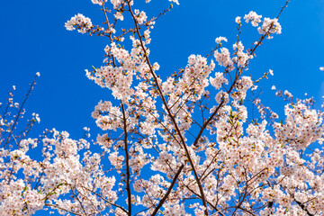 春の東京・隅田公園で見た、満開の桜の花と快晴の青空