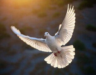 white dove in flight