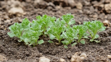 Obraz premium Sisymbrium officinale seedlings thriving in nutrient-rich soil showcasing their delicate green leaves and growth stage in a garden setting
