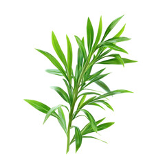 Fototapeta premium Fresh Tarragon Herb Isolated on Clean transparent background for Culinary and Natural Design Use