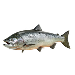 Obraz premium Realistic Trout on Isolated Clean transparent background for High-Quality.