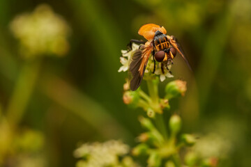 Hoverfly Resting on White Flower