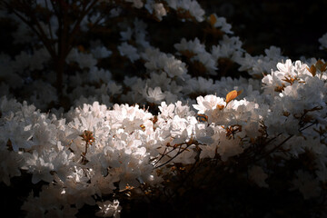 Biały rododendron