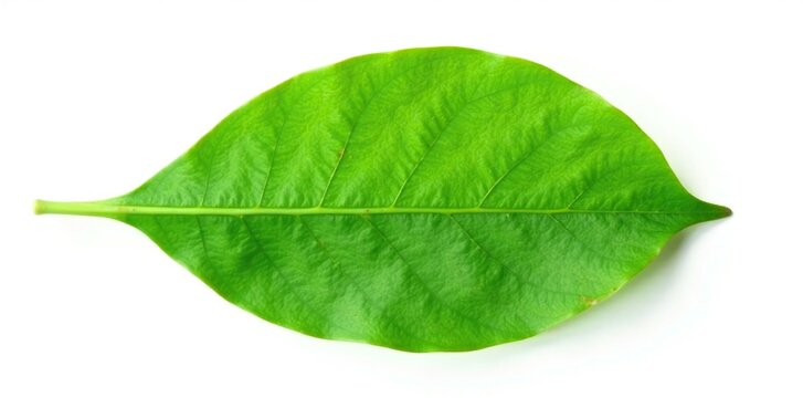 Isolated Ziziphus mauritiana leaf on white background with stem, evergreen tree, ziziphus mauritiana, fresh green