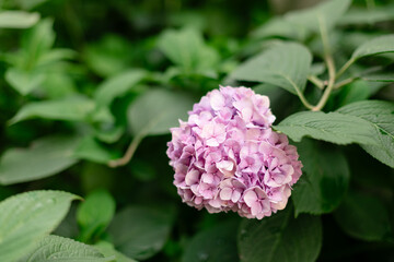 A blooming lilac hydrangea with delicate petals surrounded by lush green leaves. The soft background blur highlights the flower&rsquo;s beauty. 