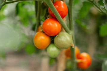 Tomatoes ripening on the vine in a greenhouse. Several tomatoes in different stages of ripeness, from green to deep red. Natural lighting, blurred background with green leaves.
