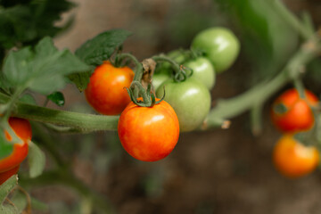Tomatoes ripening on the vine in a greenhouse. Several tomatoes in different stages of ripeness, from green to deep red. Natural lighting, blurred background with green leaves.