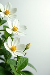 Fototapeta premium White manolia flowers in full bloom against a white backdrop with soft focus, garden, white background