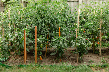 A vegetable garden with tomato and pepper plants supported by wooden stakes. Green and ripening...