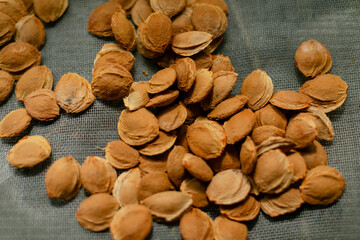 Top view of dried apricot kernels or seeds scattered on grey background. Natural organic nuts macro photography showing texture and details of apricot pits.