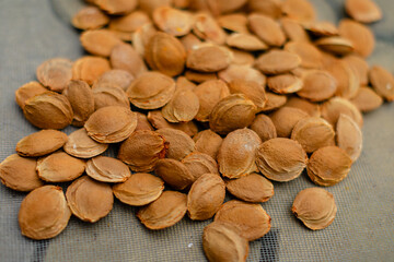Top view of dried apricot kernels or seeds scattered on grey background. Natural organic nuts macro photography showing texture and details of apricot pits.