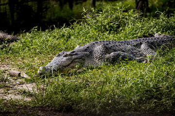 Saltwater crocodile sunbathing under the sun in Taiping Zoo