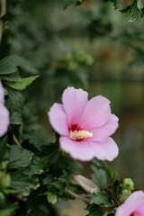 A close-up of a delicate pink hibiscus flower in full bloom, surrounded by lush green leaves with a softly blurred background.