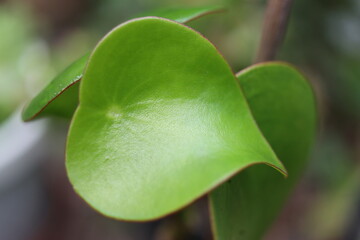 Peperomia polybotrya Raindrop pieniążek