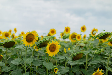 A vast sunflower field under a bright sky. Tall sunflowers in different stages of growth, some fully ripe with large golden heads. Warm sunlight enhances the vibrant yellow and green hues. 