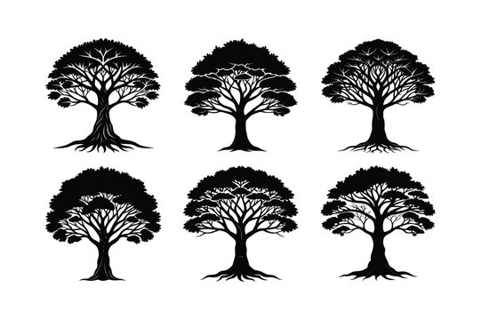 Ghaf Khejri Tree Silhouette Set with Labeled Illustrations