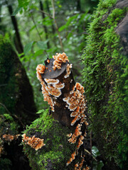 mushroom growing on a tree stump