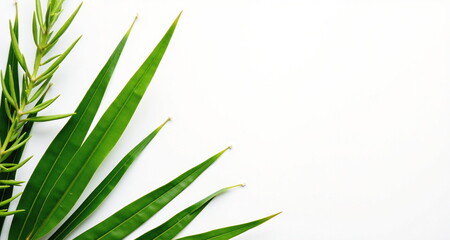 Fototapeta premium Różnego rodzaju rośliny na białrm tle. Gotowe do użycia we własnych projektach.