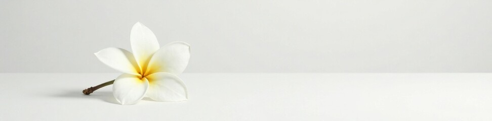 Single white plumeria flower on clean white surface, blossom, minimalist, pure