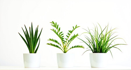 Fototapeta na wymiar Różnego rodzaju rośliny na białrm tle. Gotowe do użycia we własnych projektach.