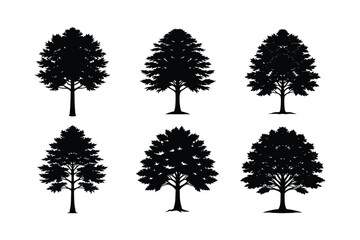 The Tule Tree (Taxodium mucronatum) silhouette vector illustration