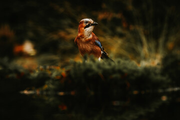 Der Eichelh&auml;her.
Der Eichelh&auml;her ist ein Singvogel aus der Familie der Rabenv&ouml;gel.