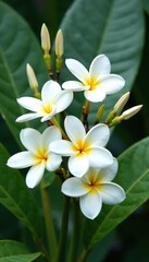 bouquet of white plumeria flowers with greenery, petals, decorative, blooming