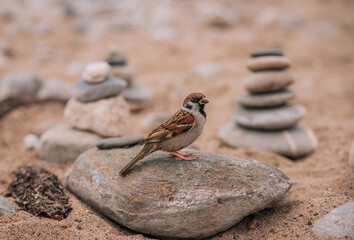 sparrow sits on the stones on the shore