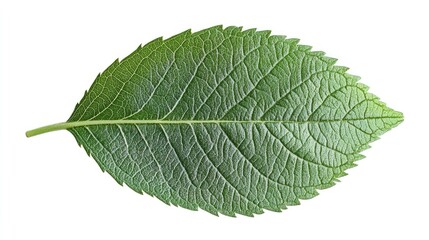 Obraz premium Tropical green leaf isolated on white background ideal for design elements and natural themes in creative projects