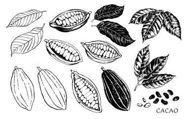 手描き　カカオ豆の線画イラスト　モノクロ