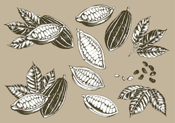 手描き　カカオ豆の線画イラスト