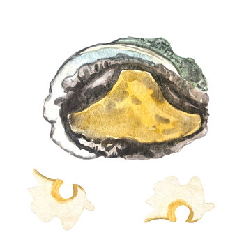 watercolor oyster shell with yellow meat clip art preview